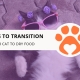 10 Tips to Transition Your Cat to Dry Food