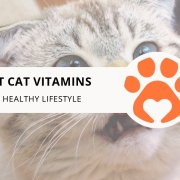 8 Best Cat Vitamins for a Healthy Lifestyle