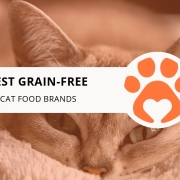 10 Best Grain-Free Dry Cat Food Brands