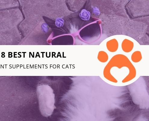 8 Best Natural Joint Supplements for Cats