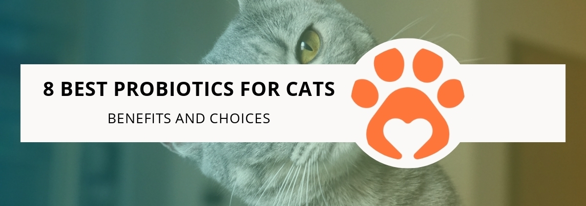 8 Best Probiotics for Cats: Benefits and Choices
