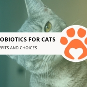 8 Best Probiotics for Cats: Benefits and Choices