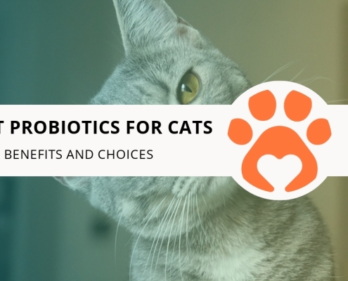 8 Best Probiotics for Cats: Benefits and Choices