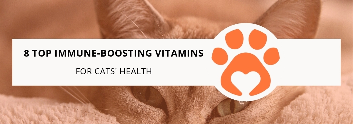 8 Top Immune-Boosting Vitamins for Cats' Health