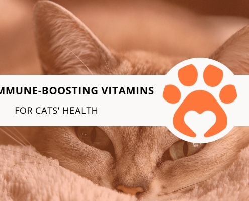 8 Top Immune-Boosting Vitamins for Cats' Health