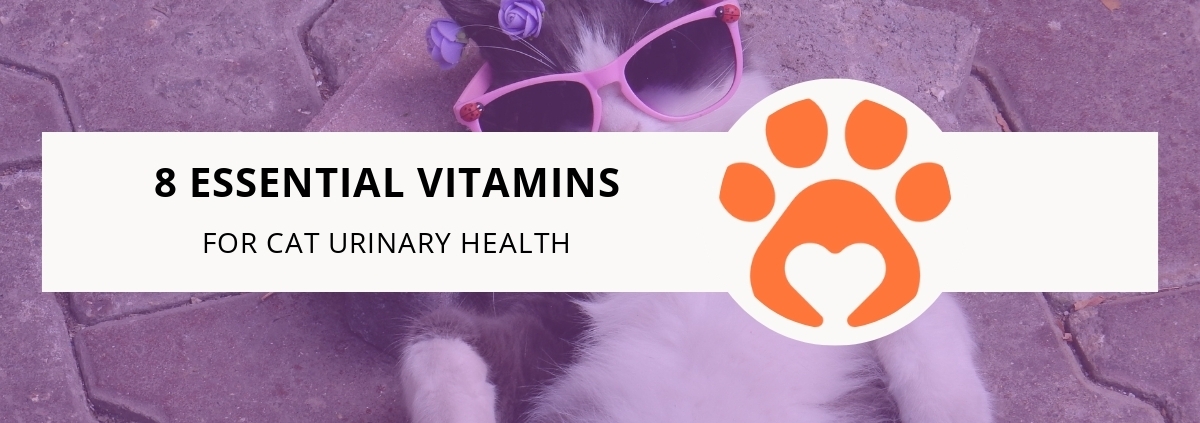8 Essential Vitamins for Cat Urinary Health