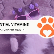 8 Essential Vitamins for Cat Urinary Health