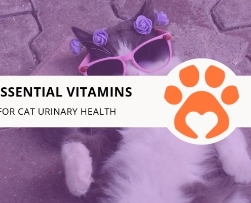 8 Essential Vitamins for Cat Urinary Health