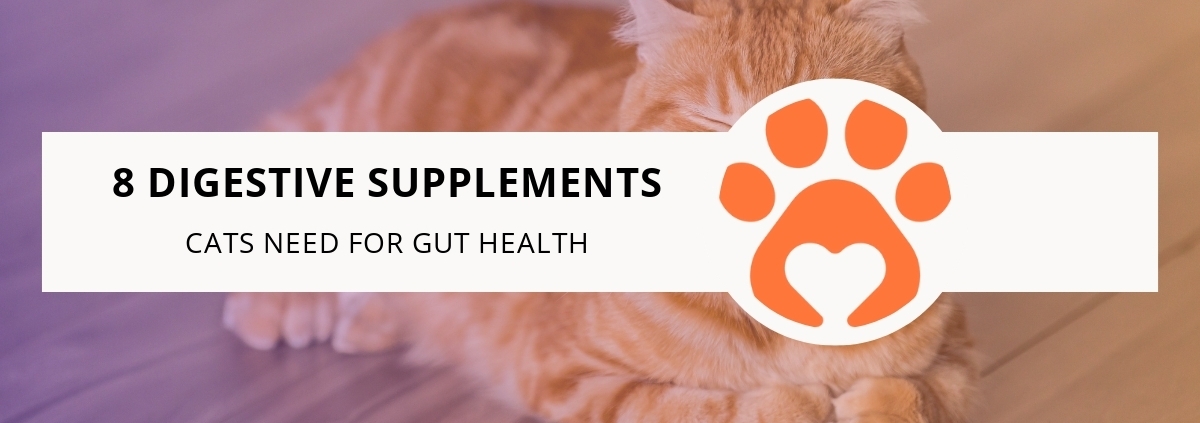 8 Digestive Supplements Cats Need for Gut Health
