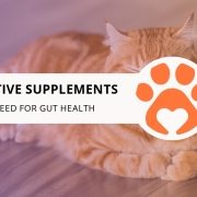 8 Digestive Supplements Cats Need for Gut Health