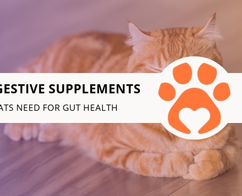 8 Digestive Supplements Cats Need for Gut Health