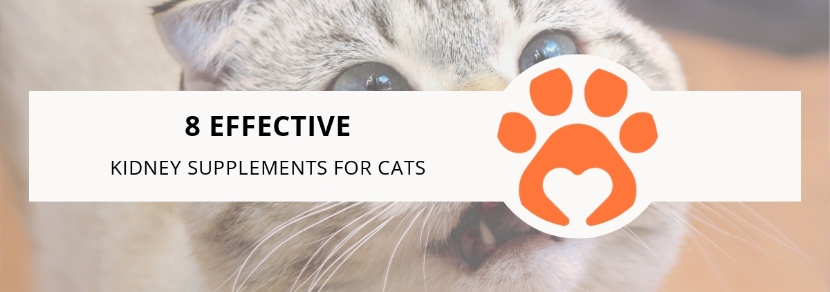 8 Effective Kidney Supplements for Cats