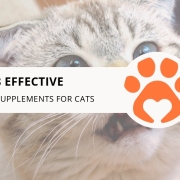 8 Effective Kidney Supplements for Cats