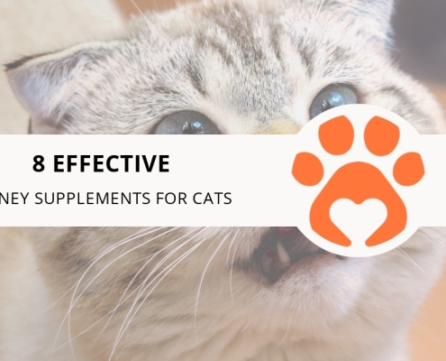 8 Effective Kidney Supplements for Cats