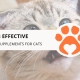 8 Effective Kidney Supplements for Cats