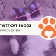 10 Homemade Wet Cat Food Recipes Your Cat Will Love