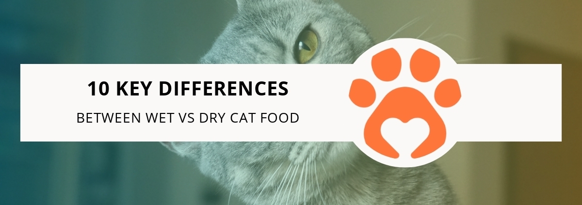 10 Key Differences Between Wet vs Dry Cat Food