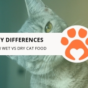 10 Key Differences Between Wet vs Dry Cat Food