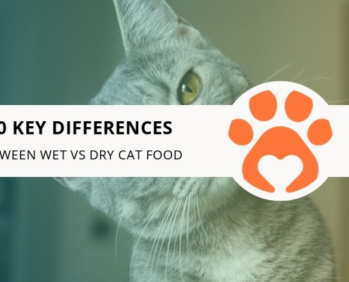 10 Key Differences Between Wet vs Dry Cat Food