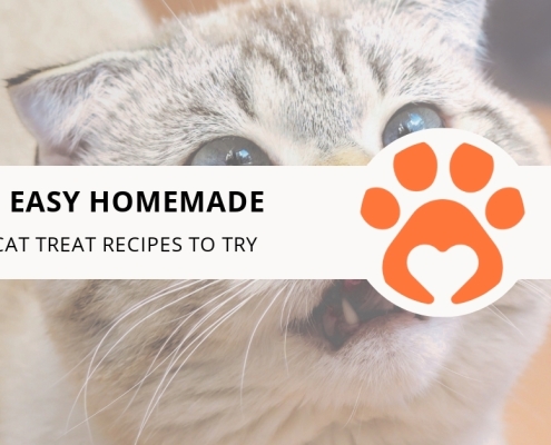 8 Easy Homemade Cat Treat Recipes to Try