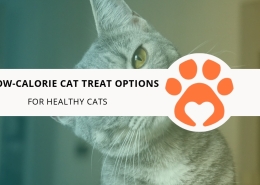 12 Low-Calorie Cat Treat Options for Healthy Cats
