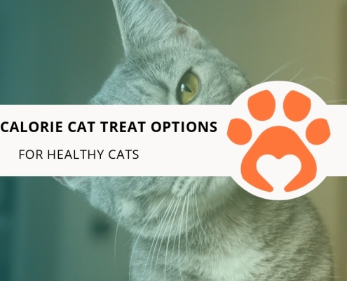 12 Low-Calorie Cat Treat Options for Healthy Cats
