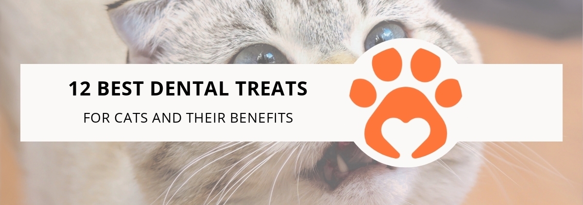 12 Best Dental Treats for Cats and Their Benefits