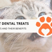 12 Best Dental Treats for Cats and Their Benefits