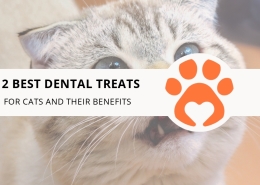12 Best Dental Treats for Cats and Their Benefits