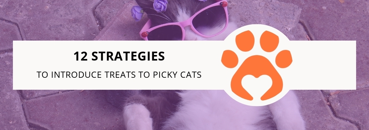 12 Strategies to Introduce Treats to Picky Cats