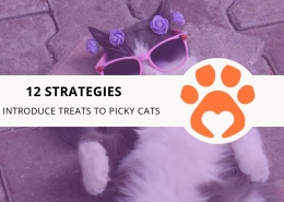 12 Strategies to Introduce Treats to Picky Cats