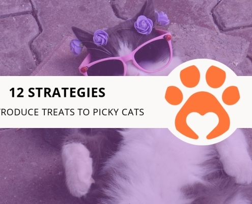 12 Strategies to Introduce Treats to Picky Cats