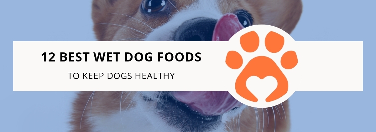 12 Best Wet Dog Foods to Keep Dogs Healthy