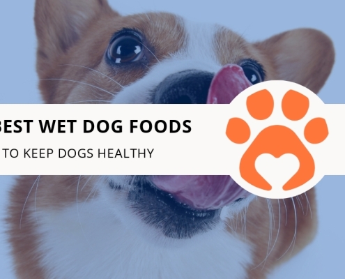12 Best Wet Dog Foods to Keep Dogs Healthy