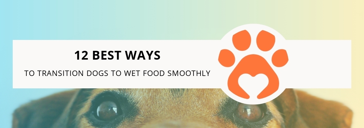 12 Best Ways to Transition Dogs to Wet Food Smoothly