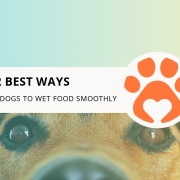 12 Best Ways to Transition Dogs to Wet Food Smoothly