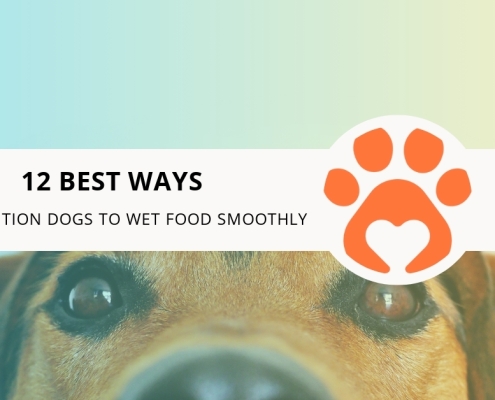 12 Best Ways to Transition Dogs to Wet Food Smoothly