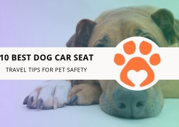 10 Best Dog Car Seat Travel Tips for Pet Safety