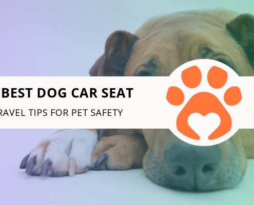 10 Best Dog Car Seat Travel Tips for Pet Safety