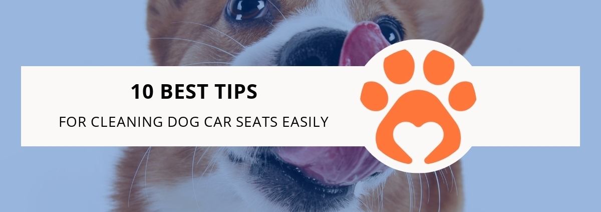 10 Best Tips for Cleaning Dog Car Seats Easily