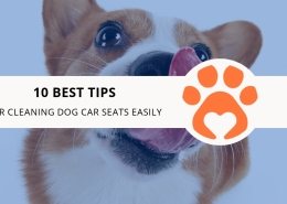 10 Best Tips for Cleaning Dog Car Seats Easily