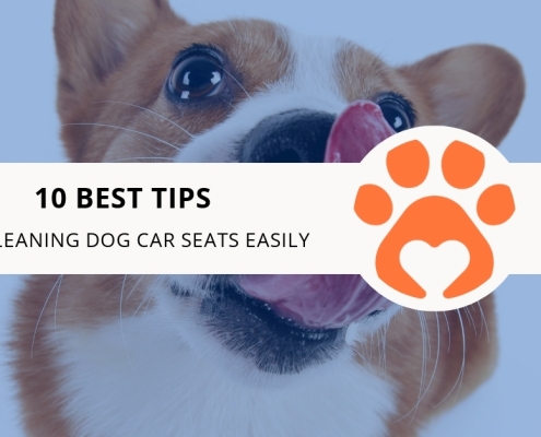 10 Best Tips for Cleaning Dog Car Seats Easily