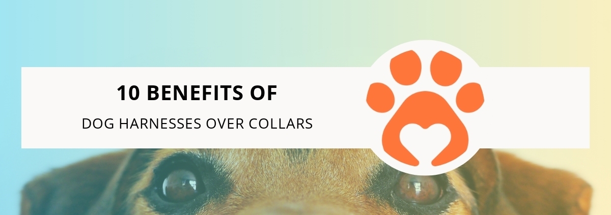 10 Benefits of Dog Harnesses Over Collars