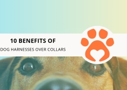 10 Benefits of Dog Harnesses Over Collars
