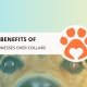10 Benefits of Dog Harnesses Over Collars