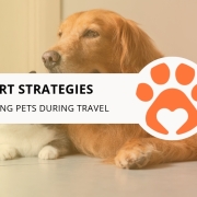 Smart Strategies for Feeding Pets During Travel