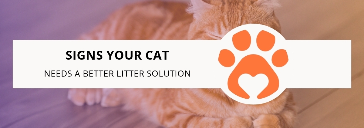 Signs Your Cat Needs a Better Litter Solution