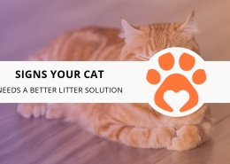 Signs Your Cat Needs a Better Litter Solution