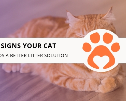 Signs Your Cat Needs a Better Litter Solution