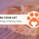 Signs Your Cat Needs a Better Litter Solution